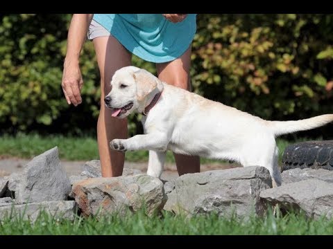 labrador-retriever-puppy-search-and-rescue-training-part-1