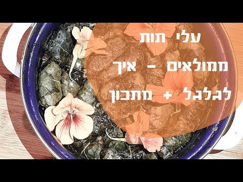 עלי תות ממולאים | איך לגלגל עלים | אפס פסולת | ליקוט אקולוגי | ארוחה בסיר אחד