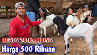 Bahan Breeding Harga 500 An Gratis Ongkir Dan Dapatkan Bonusnya Bonus 