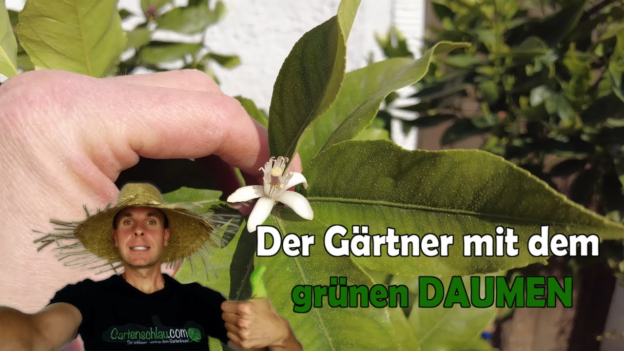 Zitruspflanzen im Mai: Blüten, Austrieb und Problemfälle