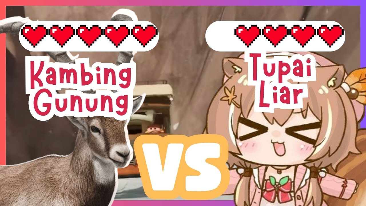 Kambing Gunung VS Tupai Liar [ Ayunda Risu ] - YouTube