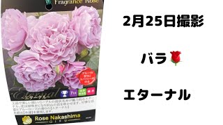 2/25撮影 薔薇　エターナル　FL　フレグランスローズ