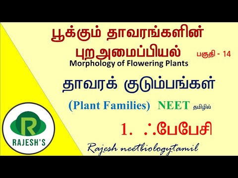 14  தாவர குடும்பங்கள் - ஃபேபேசி (Plant families - Fabaceae)