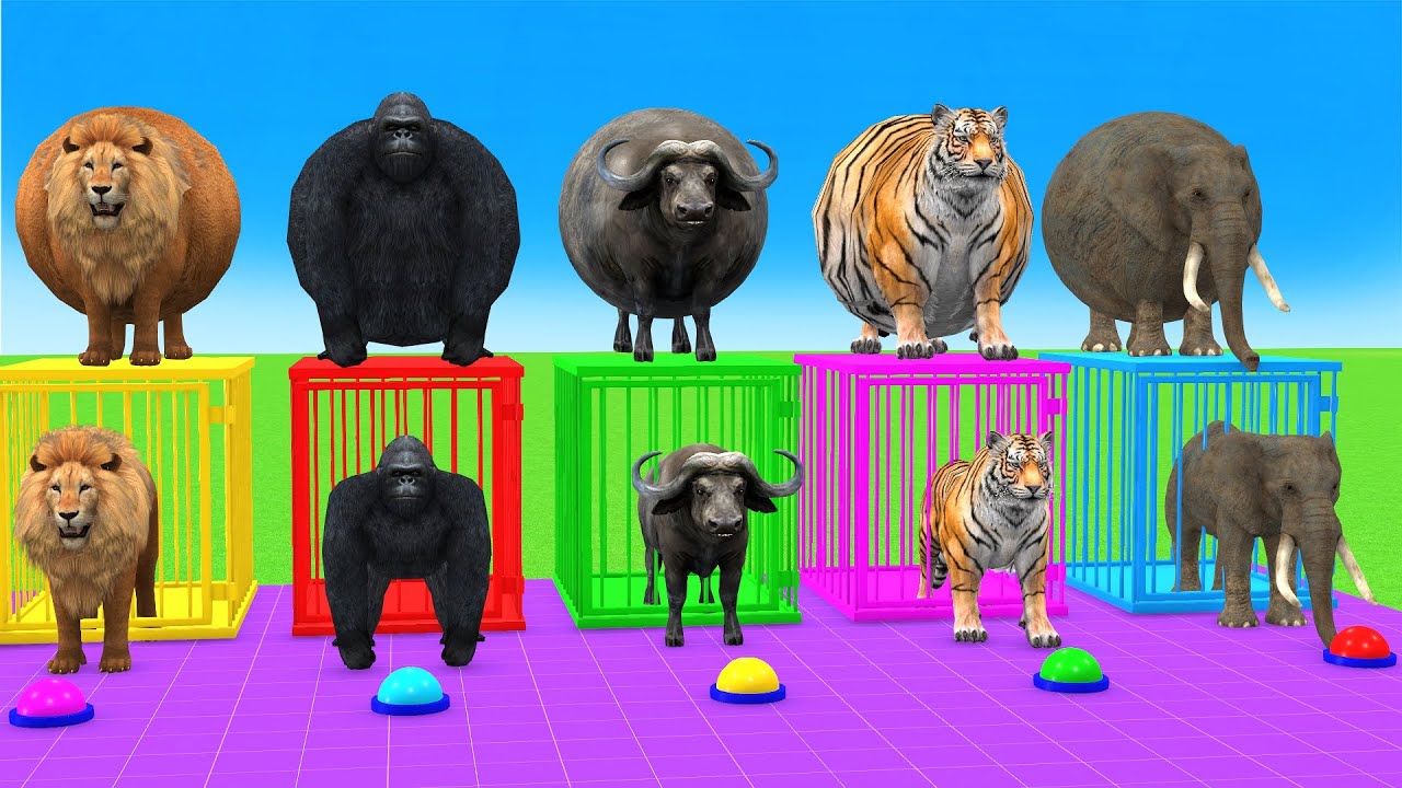 Long Slide Game With Cow Elephant Gorilla Hippopotamus Tiger 3d Animal Game Funny 3d Animals