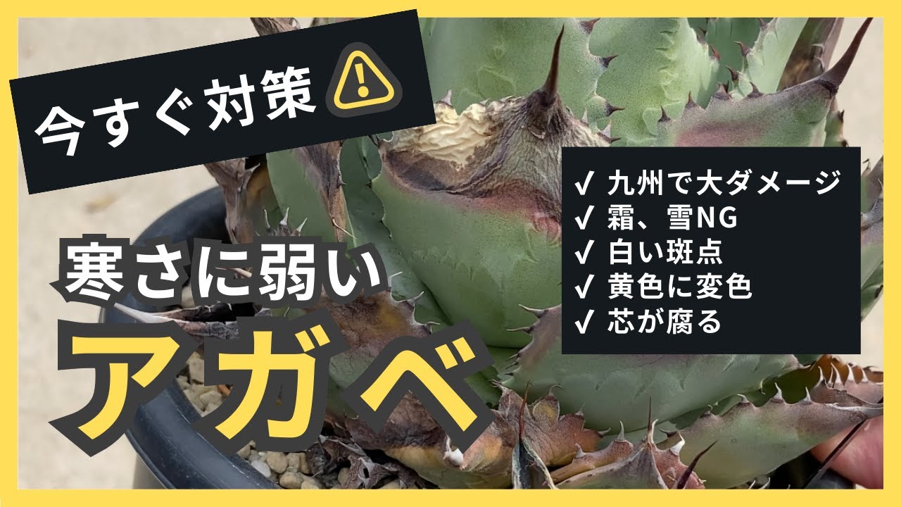 Agaves are vulnerable to the cold! We'll introduce you to