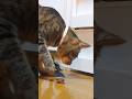 猫にスケボー乗ってみて！と言われた亀【The cat said to the turtle, "Try riding a skateboard!"...!】【 #skateboardturtle 】