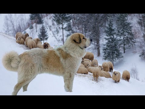 Wideo: 17 Zwierzęta, które idą do kupy na podłodze tak szybko, jak się odwrócisz