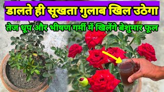 भीषण गर्मी में गुलाब के पौधों को कौनसी खाद दें | Rose Plant Care | गुलाब