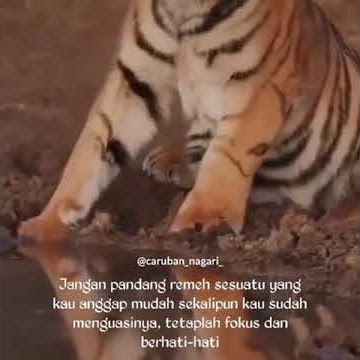 Tetap Fokus Dan Berhati hati || Story WA Harimau Terbaru By Caruban nagari