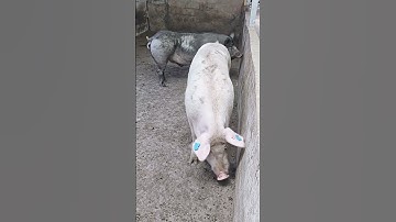 Secrets of pig training a step by step guide@ 29