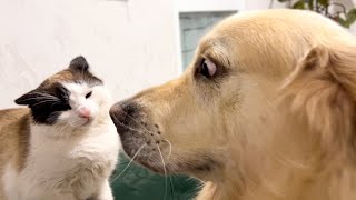 Golden Retriever Shocked by Nervous Cat [Simon tired of dog kisses]