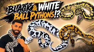 Could These Baby Snakes Be the KEY to Insane Black & White Ball Pythons!?