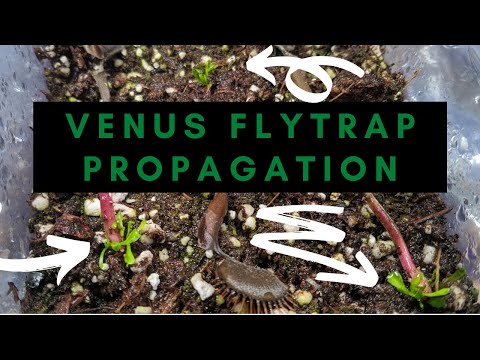 How to Propagate Venus Flytraps Through Leaf Pullings / Leaf Cuttings 🌱