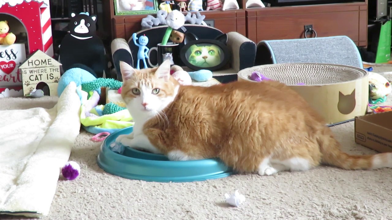 Throwing Paper Balls At My Cat YouTube