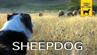 SHEEPDOG trailer documentario