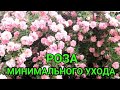 ОДНА ИЗ САМЫХ КРАСИВЫХ, ПЛЕТИСТЫХ РОЗ В МОЕМ САДУ. Часть 1.