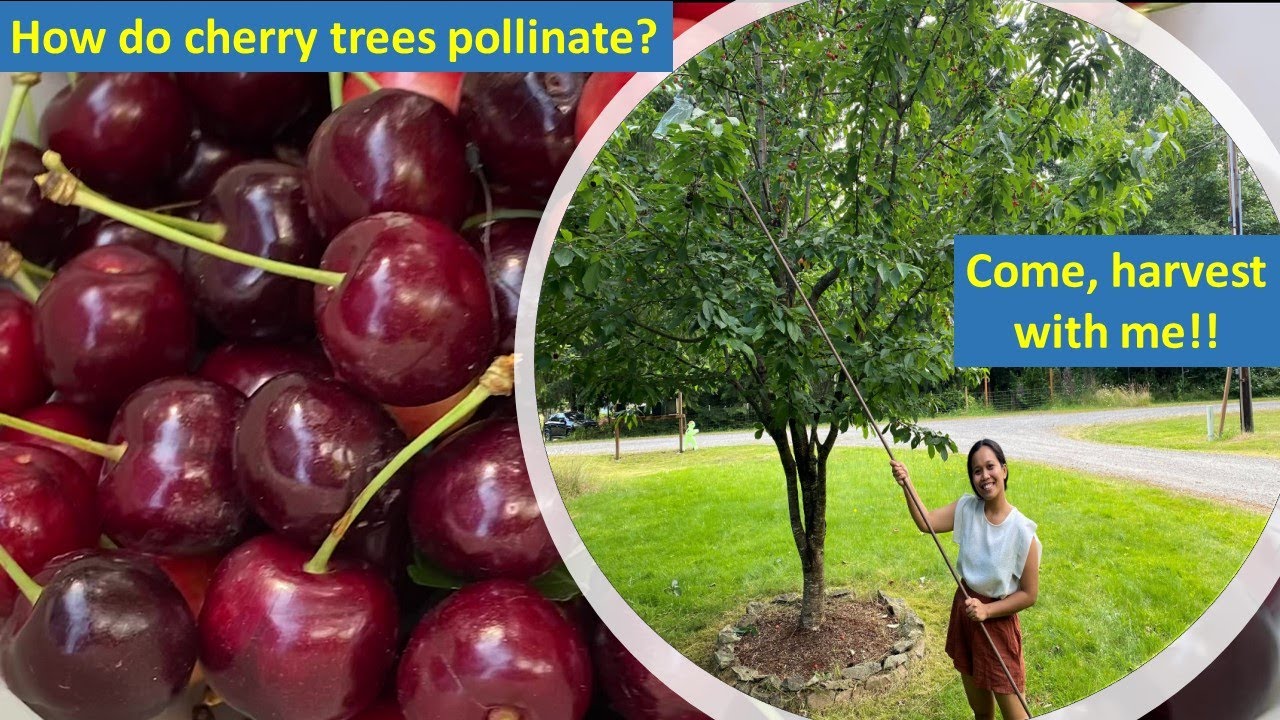How do Cherry Trees Pollinate? | Harvesting Bing & Rainier Cherries ...