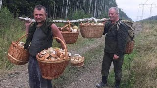 Mashrooms madness !!! Great mushroom picking !!! The biggest Catch !!! Porcini. GRZYBY 2022