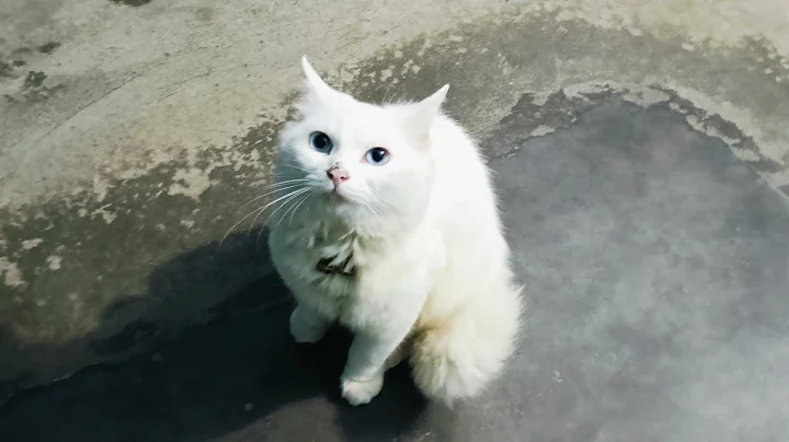 20 Minutes of Adorable Kittens 😍 | BEST Compilation