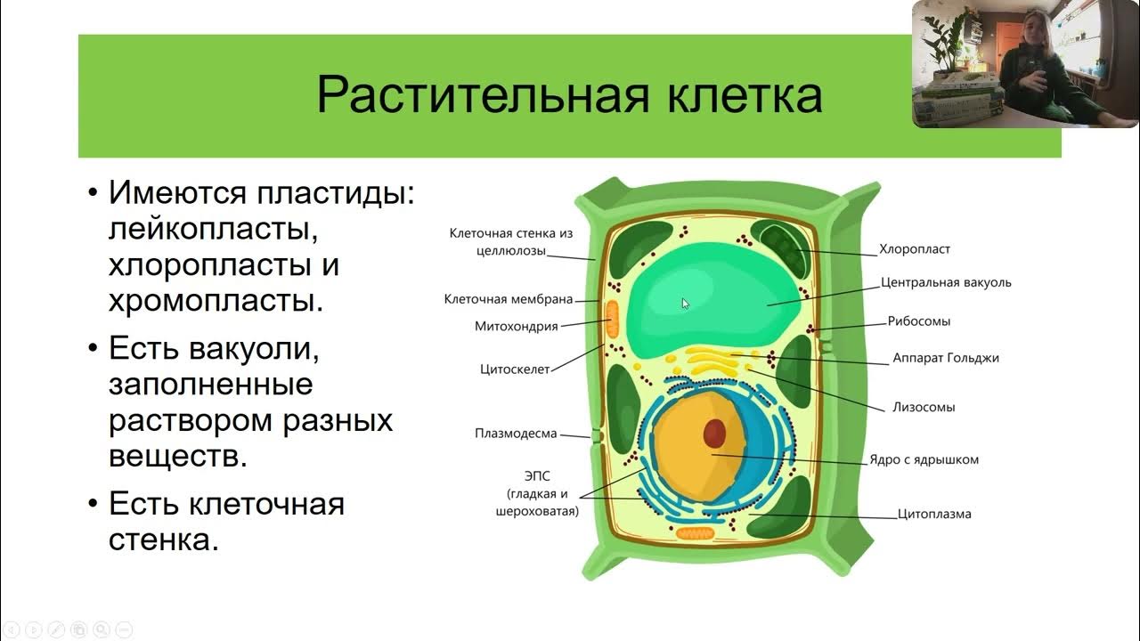 Какие особенности строения растительной клетки