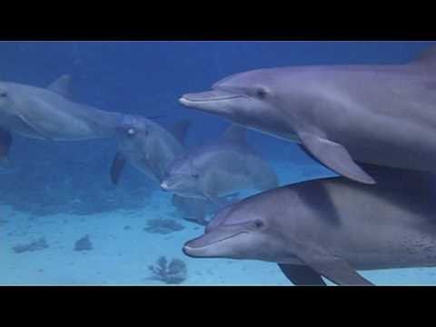 Video: Rekreanti Zabili ďalšie Zviera Pre Selfie. Tentoraz - Detský Delfín - Alternatívny Pohľad