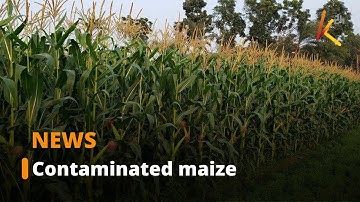 Roughly 70% of the maize produced in the country is contaminated with aflatoxin