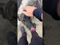 Chú chó to bự này thân thiện và rất đề phòng người lạ #dog #pets #cute #funnyshorts #funnyvideo