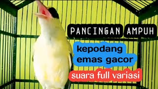 KICAU SUARA KEPODANG EMAS GACOR BIKIN KEPODANG DIAM LANGSUNG BUNYI