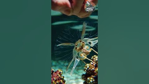 Rare Insect Dance simple compose