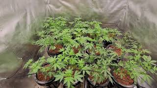 Week✌️of Flower🌾 Advanced Nutrients 600W⚡HPS + LED🔆 RDWC AUTOFLOWER