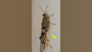 #shorts Grasshopper Video - the last video of the 🦗grasshopper