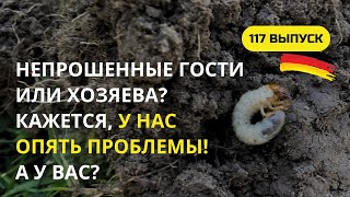 видео: Дача в Германии. Как отвадить майского жука так, чтобы хрущ ушел и не вернулся? Ищем надежный рецепт картинка: Дача в Германии. Как отвадить майского жука так, чтобы хрущ ушел и не вернулся? Ищем надежный рецепт