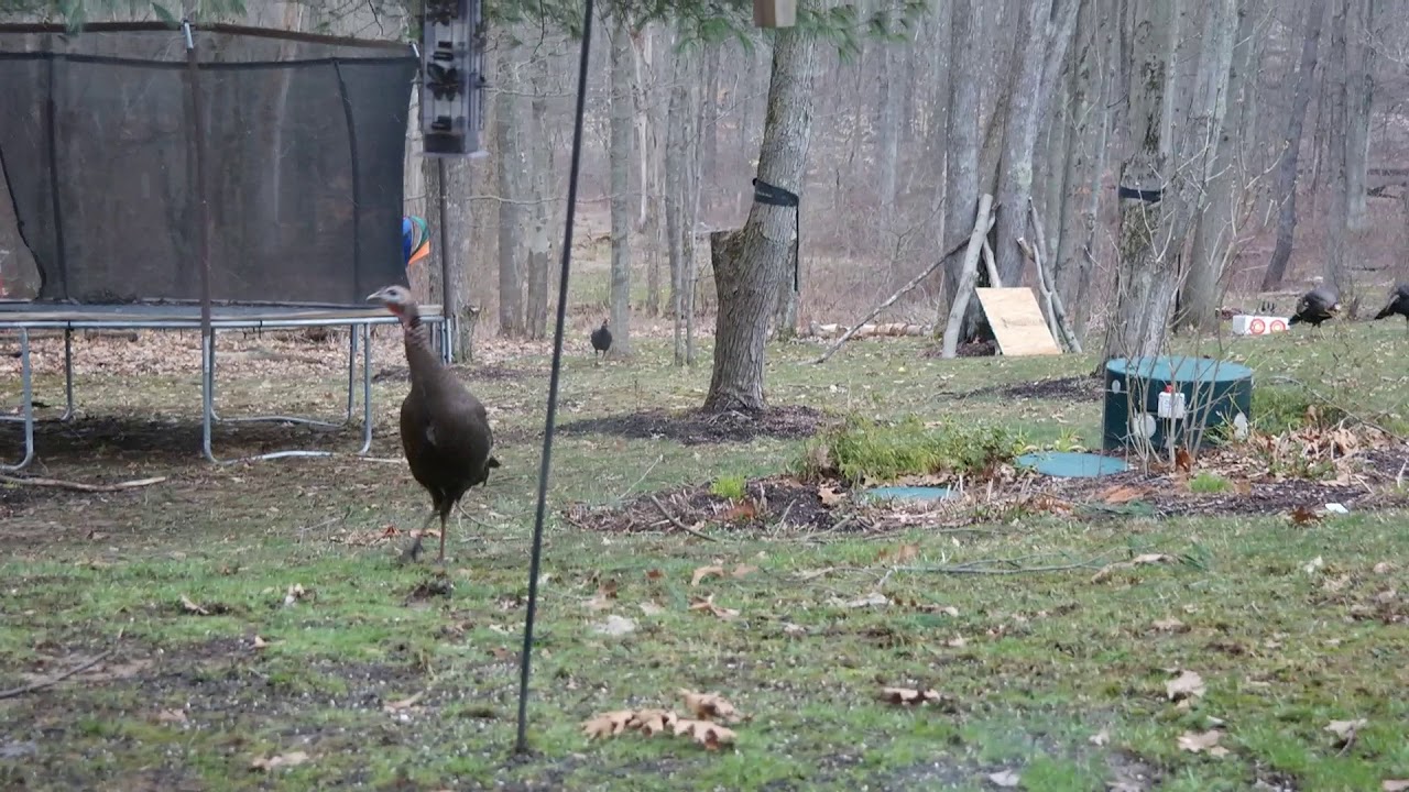 10 Wild Turkeys in my yard! Summit County Ohio YouTube
