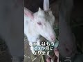 【山羊の山学校】脱走のプロ やぎのメイちゃん #山羊の山学校 #ファーム生活#山羊の山学校