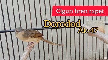 ciblek gunung gacor bren ak47,cigun bren rapet santai cocok buat pancingan bunyi dan masteran