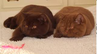 Cattery 'Your Honor'   British Shorthair kittens, color chocolate and cinnamon