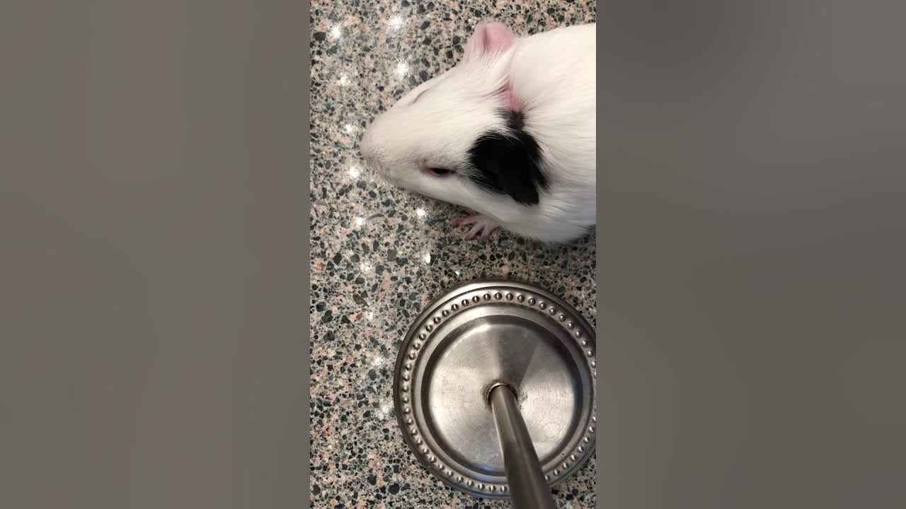 Guinea pig ringworm athome treatment YouTube