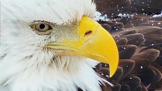 Decorah North Nest | Close-ups of the male ~ 02-26-2019