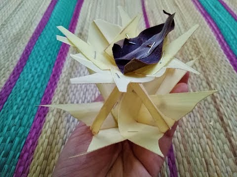 Eng kichik jinsiy olatni Uning koptoklarni burish va yalash surati