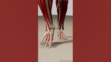 Immersive Anatomy Exploration: 3D Animation Walk Cycle (Front View, All Muscles Visible)