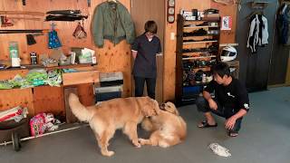 ゴールデンレトリバー الكويت Vlip Lv