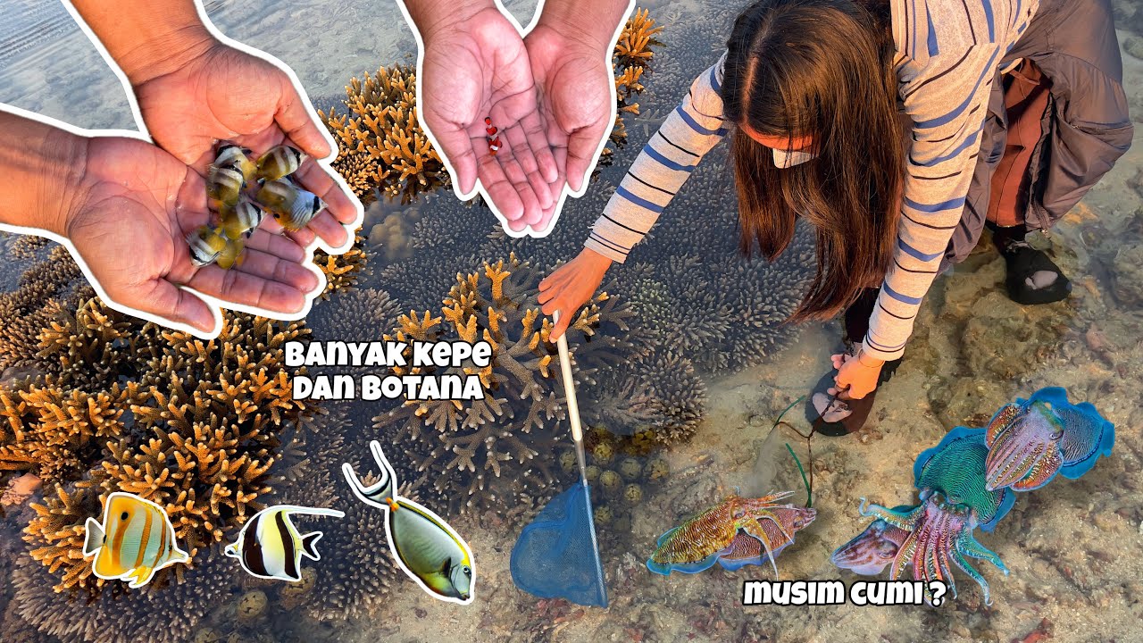 berburu ikan hias saat air laut surut | dapat berbagai macam biota laut warna warni