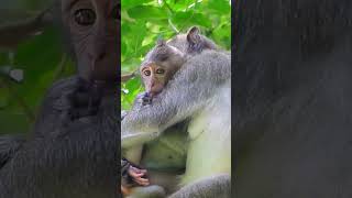 Ep1. Adorable Monkey Has the Cutest Reaction to Meeting a New Friend