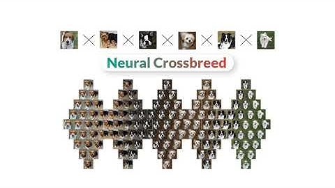 Neural Crossbreed: Neural Based Image Metamorphosis