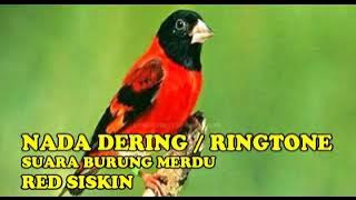 NADA DERING||RINGTONE SUARA BURUNG RED SISKIN MERDU BANGET