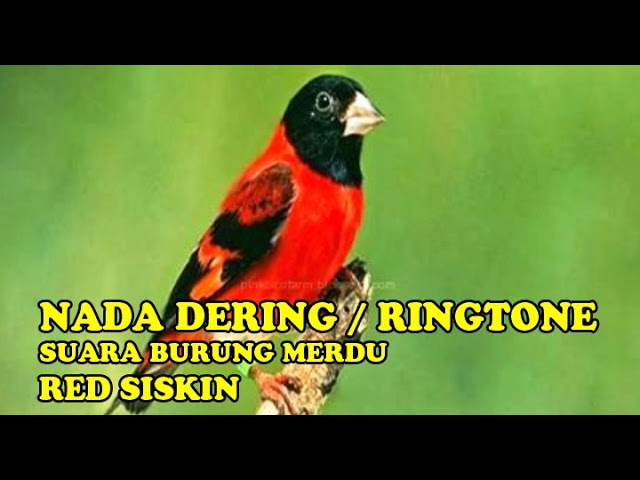 NADA DERING||RINGTONE SUARA BURUNG RED SISKIN MERDU BANGET class=