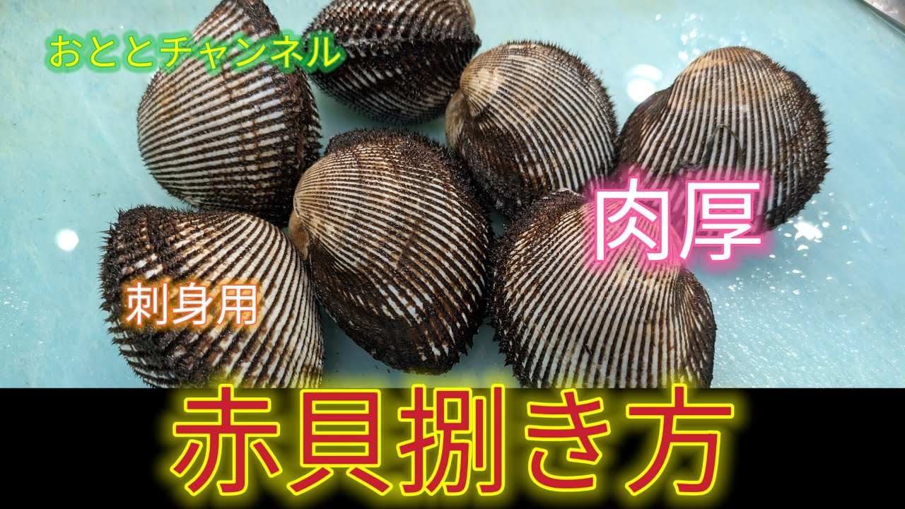 [魚の捌き方]赤貝捌き方！