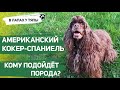 Порода американский кокер спаниель. Дружелюбная, подвижная, не для ленивых | Тяпа о породах собак