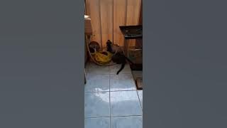 Take Off angin tenggara #music #covermusiktop #musik #covermusiktop #hobby #cat #musang #kenangan