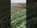 buhay probinys dito sa atok bemguet buhay ng gardinero